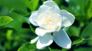 栀子花的花语