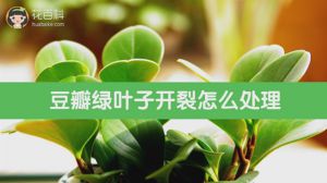 豆瓣绿叶子开裂怎么处理