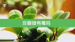 豆瓣绿有毒吗