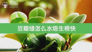 豆瓣绿怎么水培生根快