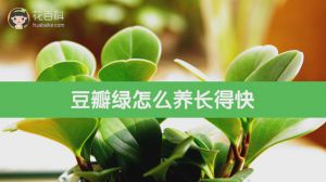 豆瓣绿怎么养长得快