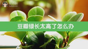 豆瓣绿长太高了怎么办