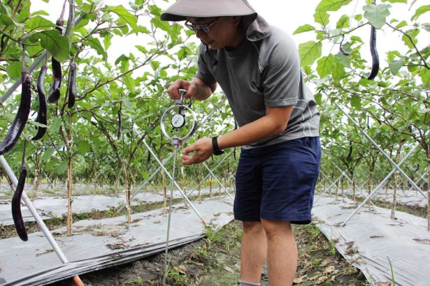 田间铺塑胶布，植物易受伤！实测温度飙上摄氏78度，根系上浮、烫伤、肥伤
