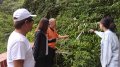 新北市：濒绝艳百进入花期岭脚之路复育花开