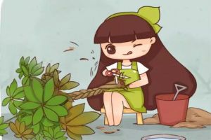 发财树卷叶栀子发黄，别忽视，小心出大问题！