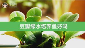 豆瓣绿水培养鱼好吗
