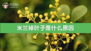 米兰掉叶子是什么原因