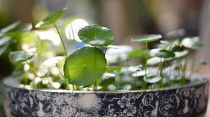 他家的铜钱草竟能养成瀑布，叶子比8个硬币还大，每年丢...