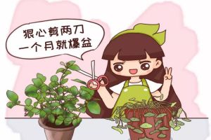 茉莉铜钱草…半死不活，就是欠收拾，狠心剪2刀，1个月...