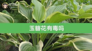 玉簪花有毒吗