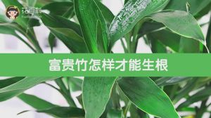 富贵竹怎样才能生根