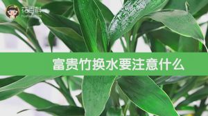 富贵竹换水要注意什么