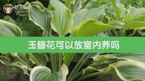 玉簪花可以放室内养吗