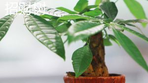 招财树掉叶子怎么办