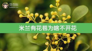米兰有花苞为啥不开花