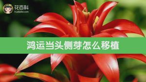 鸿运当头侧芽怎么移植