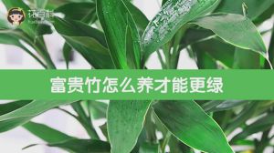 富贵竹怎么养才能更绿