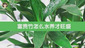 富贵竹怎么水养才旺盛