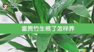 富贵竹生根了怎么养