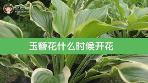 玉簪花什么时候开花