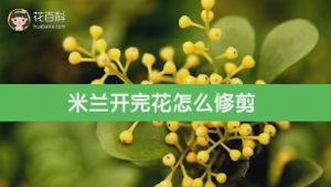 米兰开完花怎么修剪