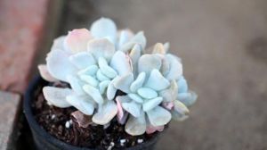 石莲和雪莲的区别