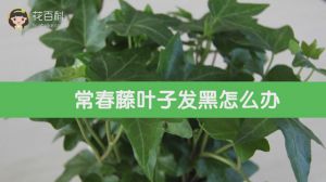 常春藤叶子发黑怎么办