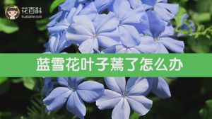 蓝雪花叶子焉了怎么办