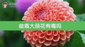 盆栽大丽花有毒吗