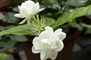 现在赶紧插这“3种花”，易生根，成活快，没有“黑腐烂...