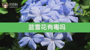 蓝雪花有毒吗