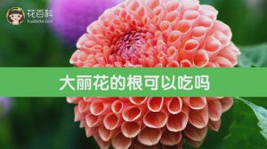 大丽花的根可以吃吗
