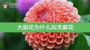 大丽花为什么叫天麻花