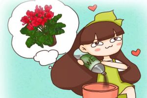 长寿君子兰...秋天加点它，叶子肥的直流油，花苞开的...