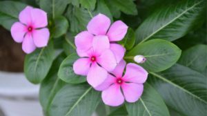 长春花夏天怎么养