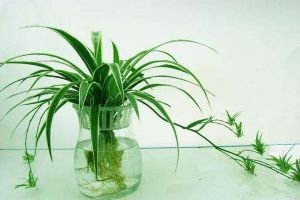 家里水培的植物总“烂根”，不知道原因？其实怪在“营养...