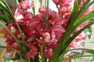 这种兰花“开的旺”，开花的时候想不“爆盆”都难，特好...