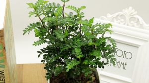 这种植株最适合“懒人”养，1个月下来浇点水，长满盆不...