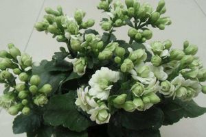 秋天来了，赶紧给“长寿花”盆里加点“它”，花苞开的拦...