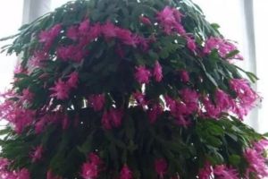 秋天砍1刀，长寿蟹爪兰…1棵开出5色花，呼呼窜成花瀑...
