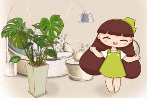 这花叶子油绿茂盛，不用管自己就能长，还是天然的净化器...