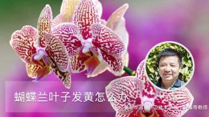 蝴蝶兰叶子发黄怎么办，了解一下