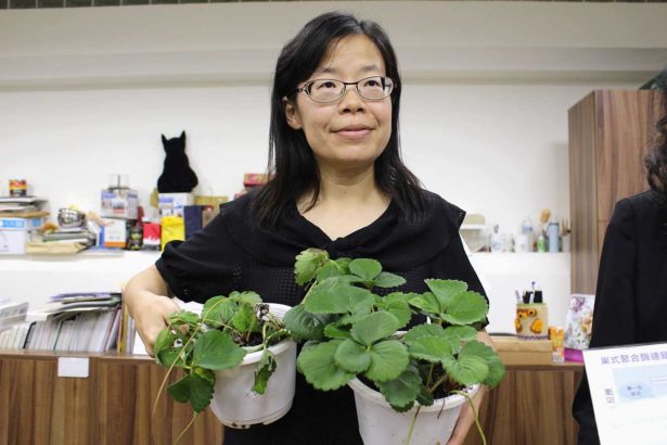 直接带草莓去看医生，免费！苗改场首创炭疽病分子检测技术，农民送件不用钱