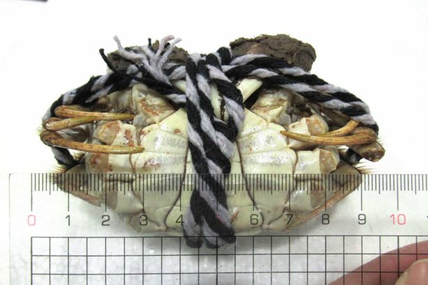中国输台大闸蟹戴奥辛超标高达两成！业者偷卖流向基隆崁仔顶鱼市、苗栗养殖场