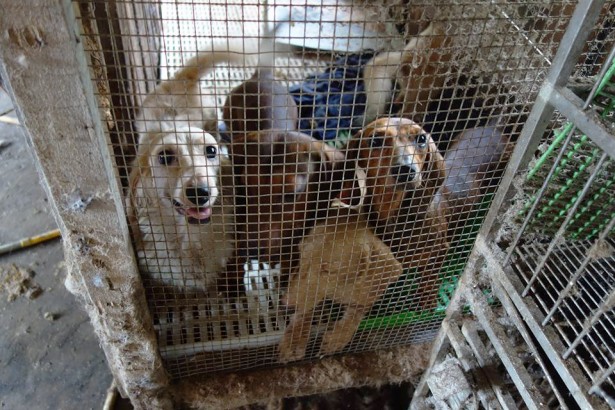 狗狗繁殖场如炼狱源头未管控流浪犬救不完