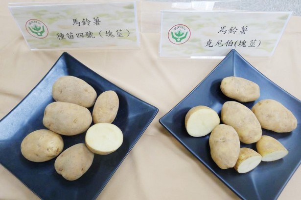 马铃薯新品种“种苗四号”丰产、抗病力强