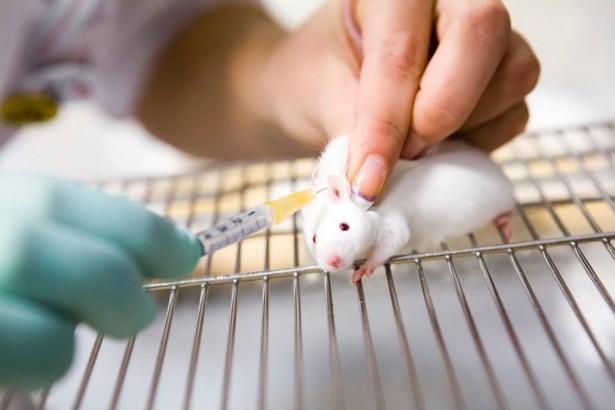 狂犬病动物实验，动社批没科学必要
