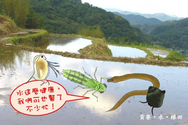 不分蓝绿，雨露均霑—-水梯田真伟大！