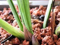 兰花春化是什么意思_促进花蕾的生长