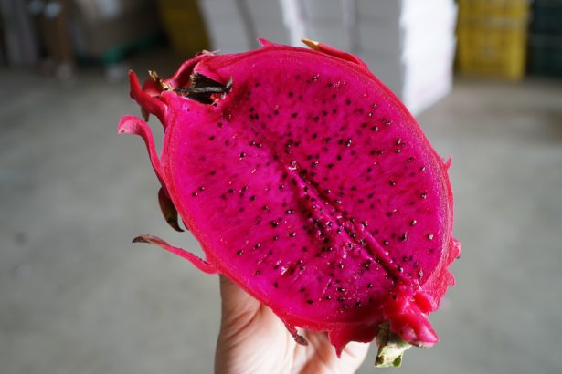 《透南风。旬味》南方的红龙果农友，有滋有味